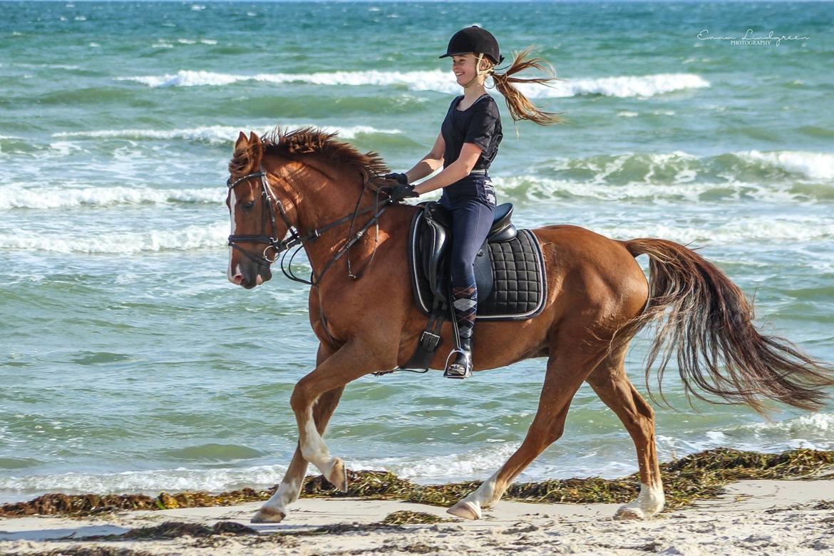 DSP B-pony Mr. karlsson - Saksild strand, efterår 2015 billede 8