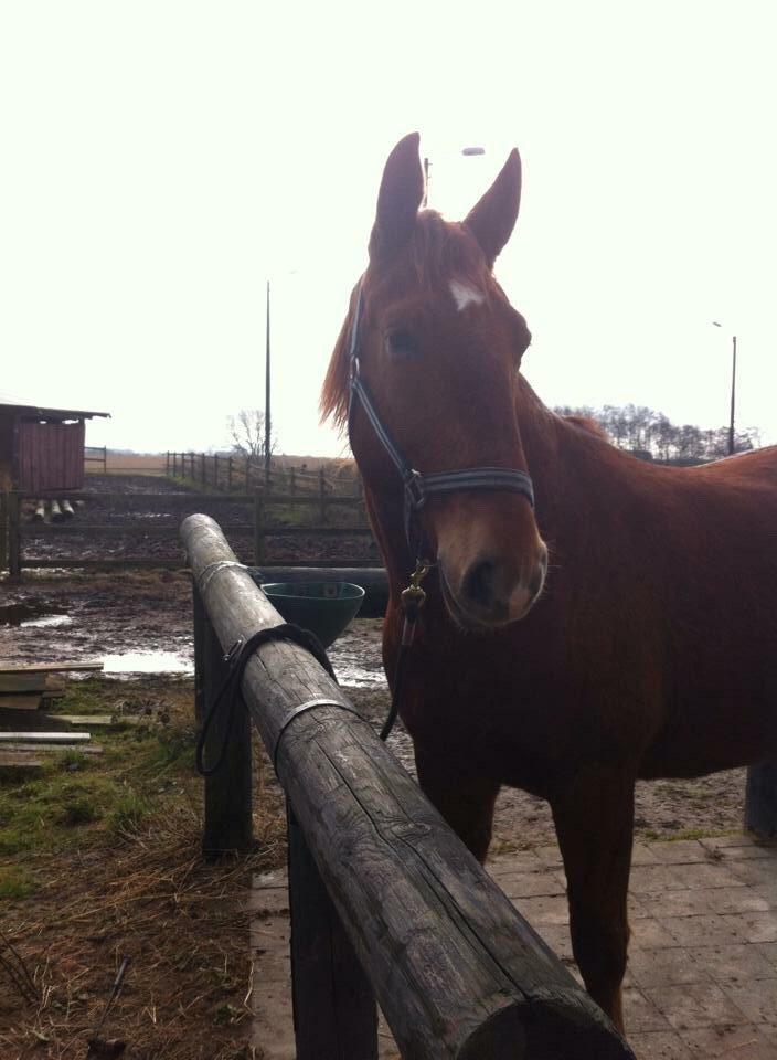 Frederiksborg Kanto a bjældsø - Det første billede jeg har af kanto, da vi besøgte ham i februar 2015.  billede 8