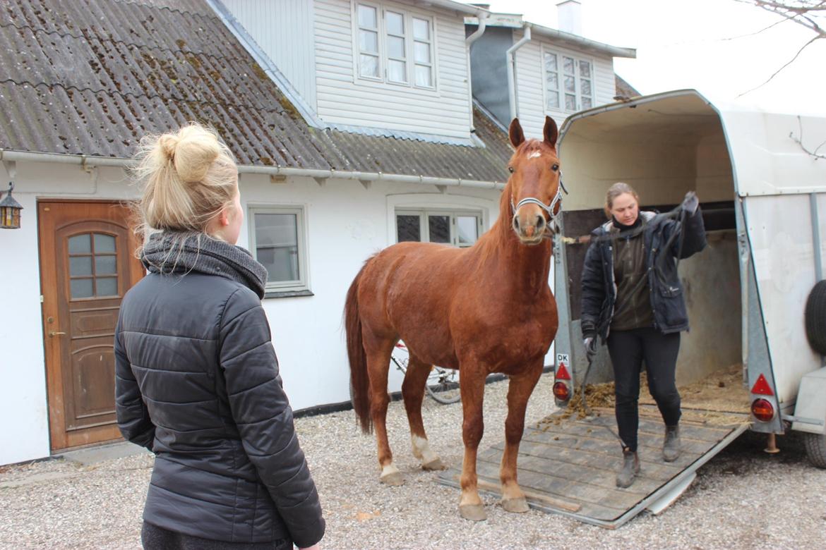 Frederiksborg Kanto a bjældsø - Kantos gamle ejer, Berit som trækker ham ud af traileren da han ankom hos os. Marts 2015. billede 5