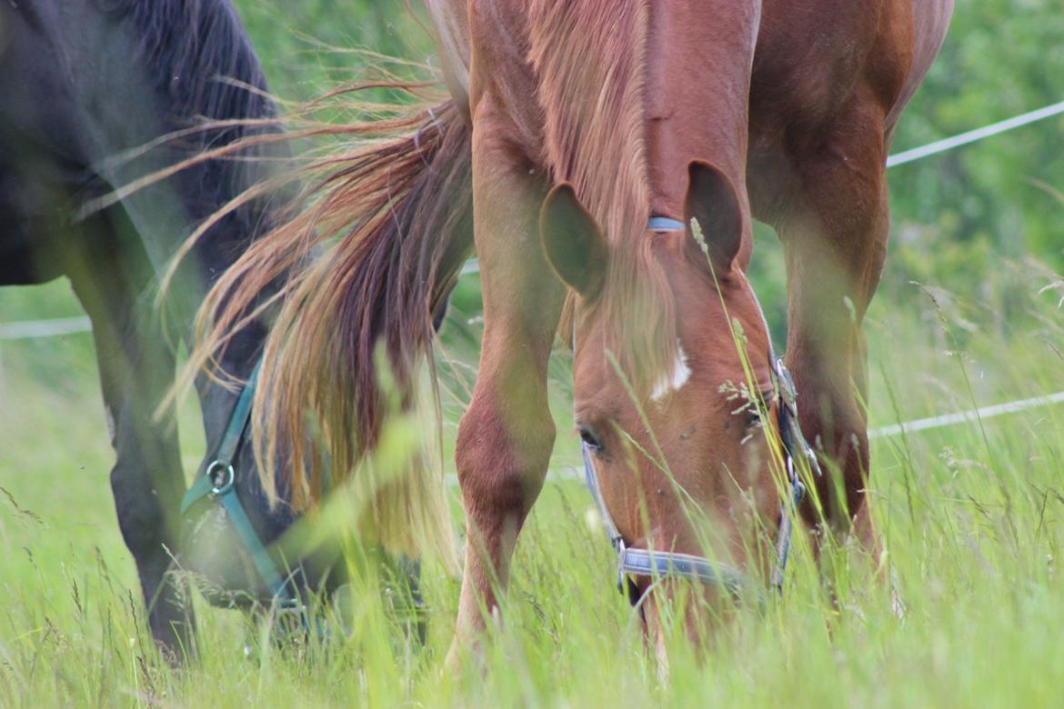Frederiksborg Kanto a bjældsø - Juni 2015. billede 1