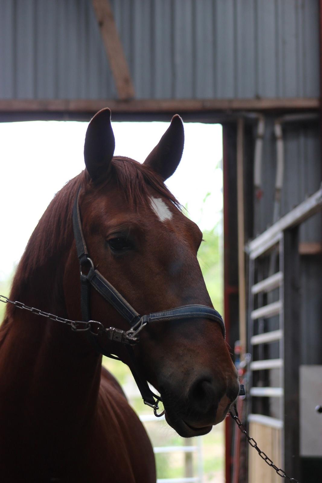 Frederiksborg Kanto a bjældsø - Juni 2015. billede 2