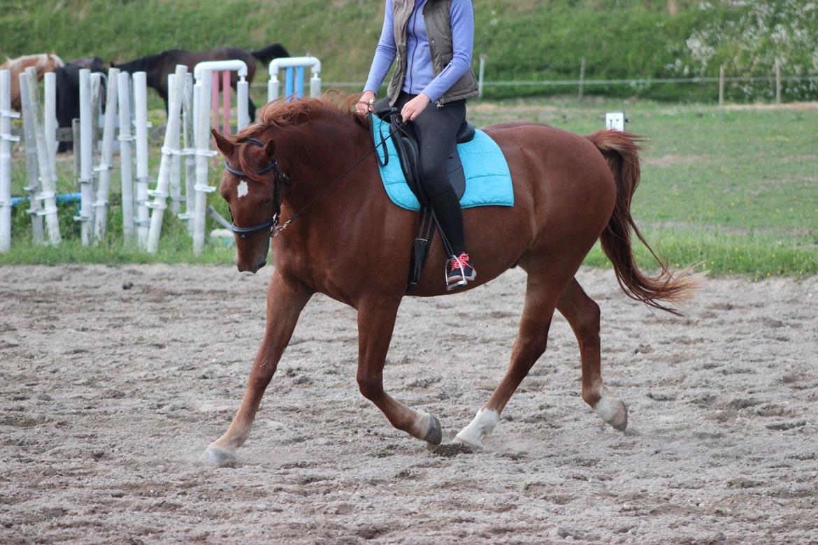 Frederiksborg Kanto a bjældsø - Kanto og min veninde Nadia. Juni 2015. billede 9