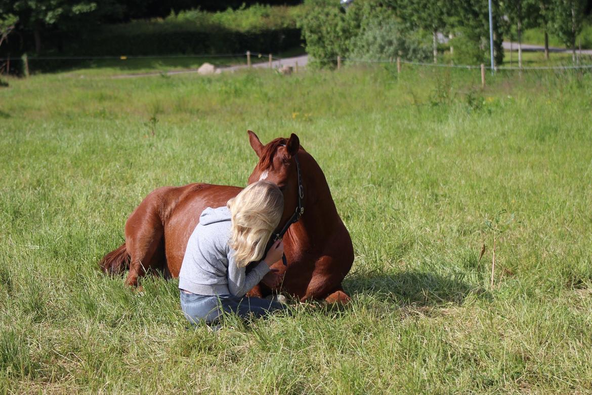 Frederiksborg Kanto a bjældsø - Hygge på sommerfolden. Juni 2015. billede 10