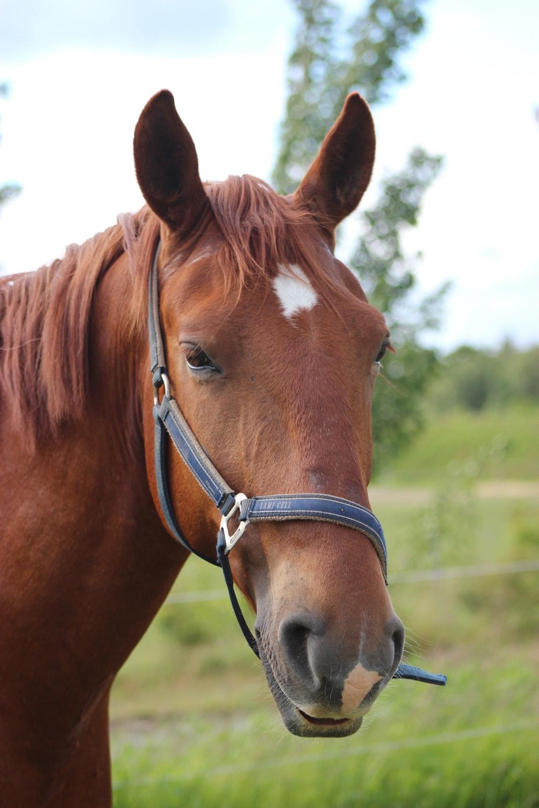 Frederiksborg Kanto a bjældsø - Juni 2015. billede 12