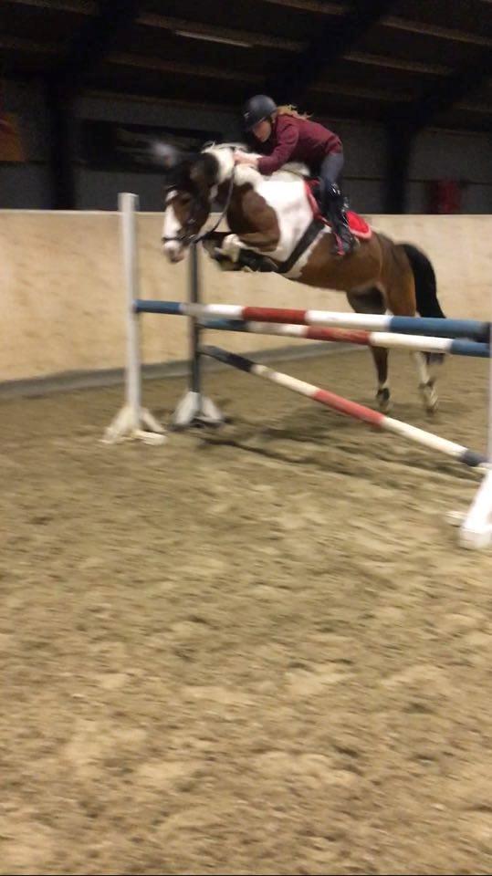 Anden særlig race Felix (springer på) - Mig og Felix over 110 cm. til træning.  billede 19