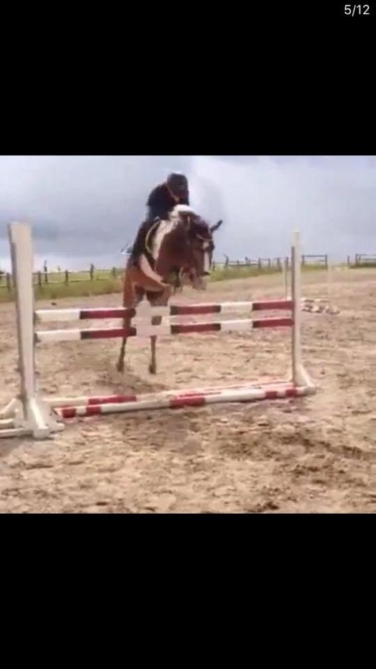 Anden særlig race Felix (springer på) - Over 100 cm. i sommers. Med stort overskud. billede 20