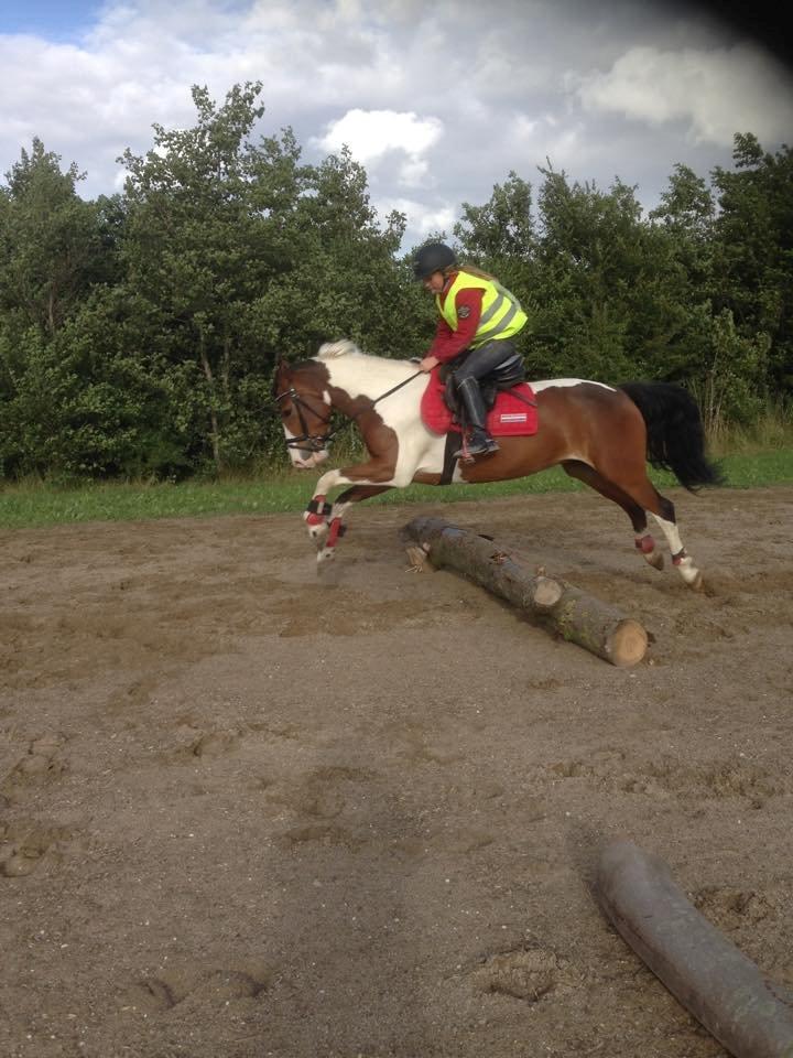 Anden særlig race Felix (springer på) - Til terræn første gang. billede 22