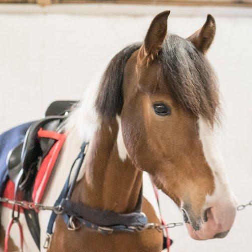 Anden særlig race Felix (springer på) - Smukke plet pony. billede 26