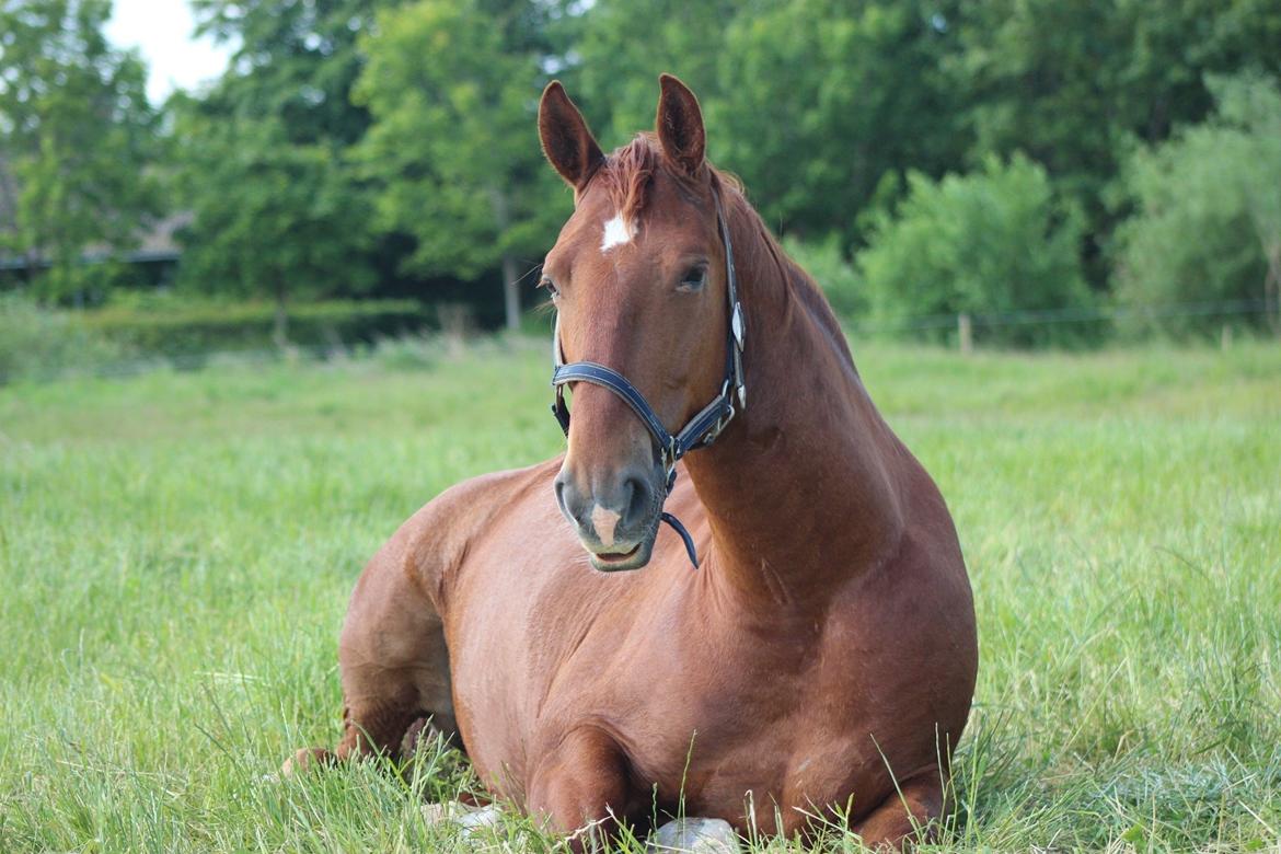 Frederiksborg Kanto a bjældsø - Trætte Kanto på folden. Juni 2015. billede 3