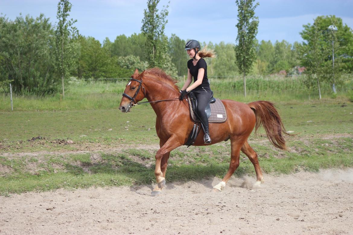 Frederiksborg Kanto a bjældsø - Maj 2015. billede 15