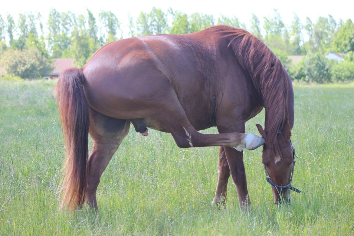 Frederiksborg Kanto a bjældsø - Juni 2015. billede 4