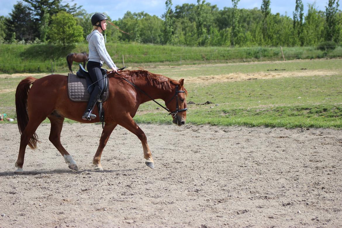 Frederiksborg Kanto a bjældsø - Maj 2015. billede 14