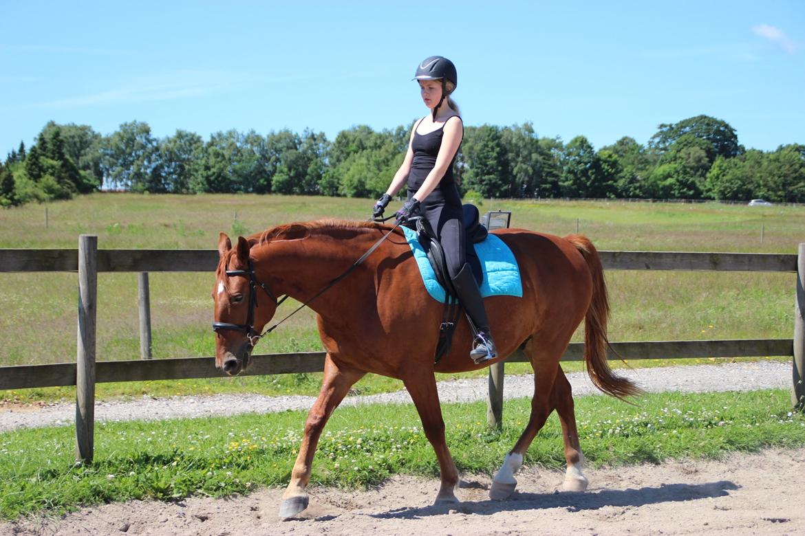 Frederiksborg Kanto a bjældsø - Kanto og jeg. Juni 2015. billede 17