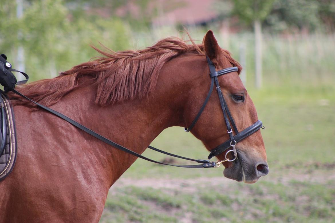 Frederiksborg Kanto a bjældsø - Maj 2015. billede 18