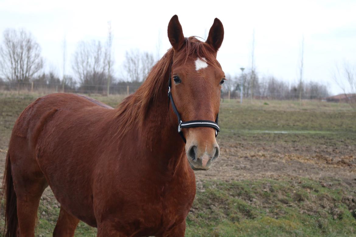 Frederiksborg Kanto a bjældsø - Lige da vi fik ham hjem. Marts 2015. billede 19
