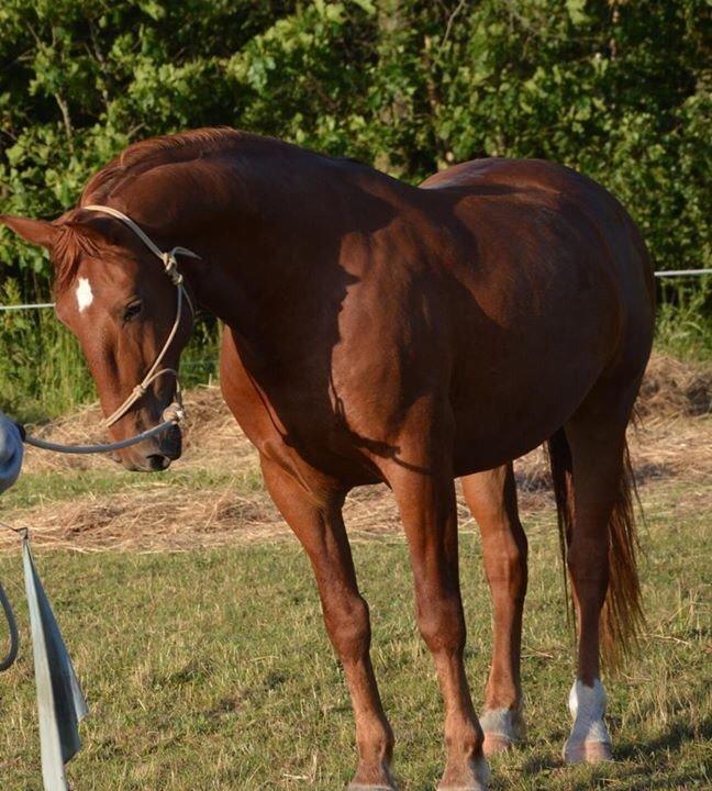 Frederiksborg Kanto a bjældsø - Billede fra hans annoce. billede 20