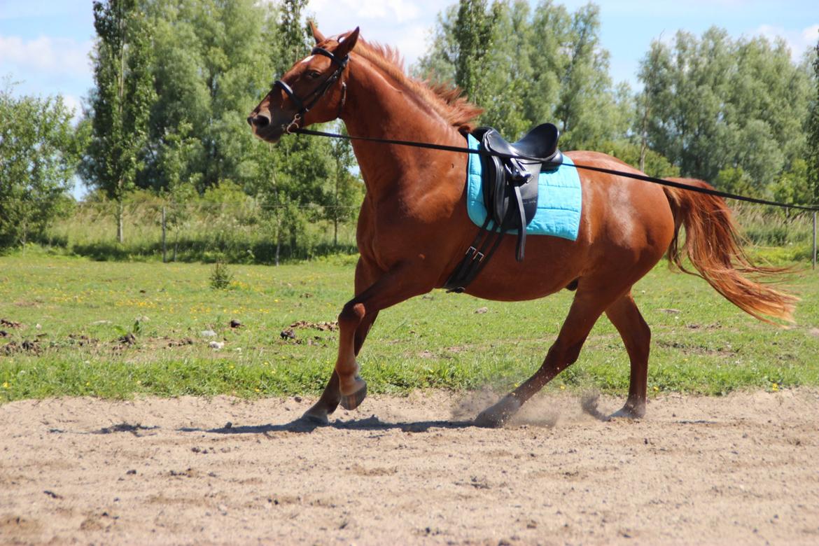 Frederiksborg Kanto a bjældsø - Juni 2015. billede 16