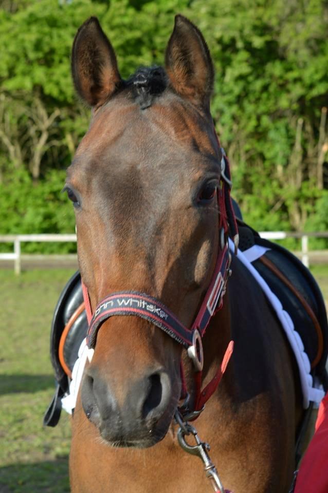 DSP Klintens duke - Til dressur stævne Maj 2015.  billede 17