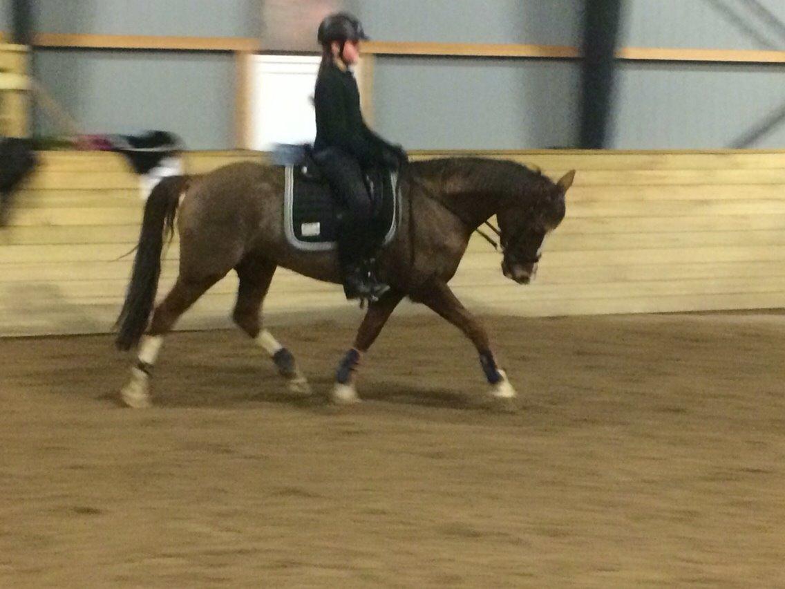 DSP Carla damgård - dressur undervisning billede 8