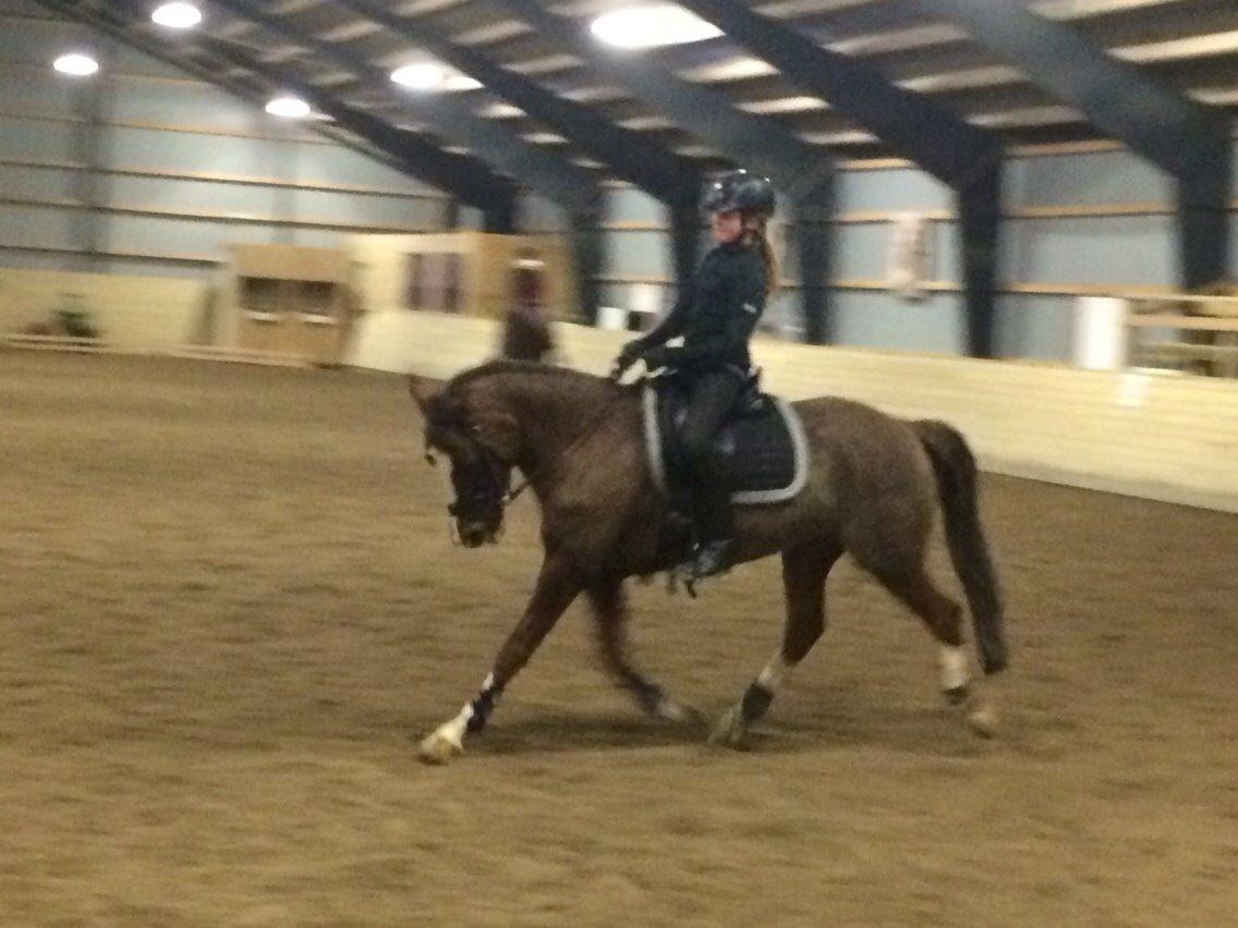 DSP Carla damgård - dressur undervisning billede 6