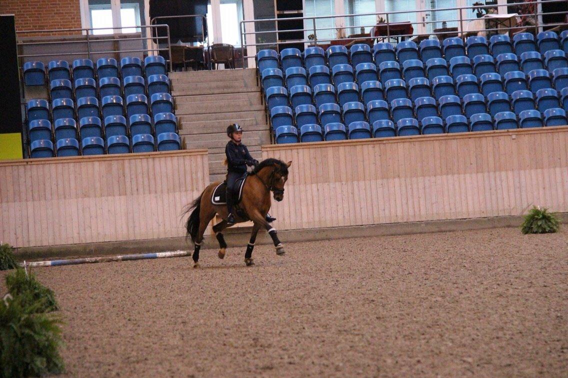 Welsh Partbred (Sec F) Dimitri A- pony  billede 11