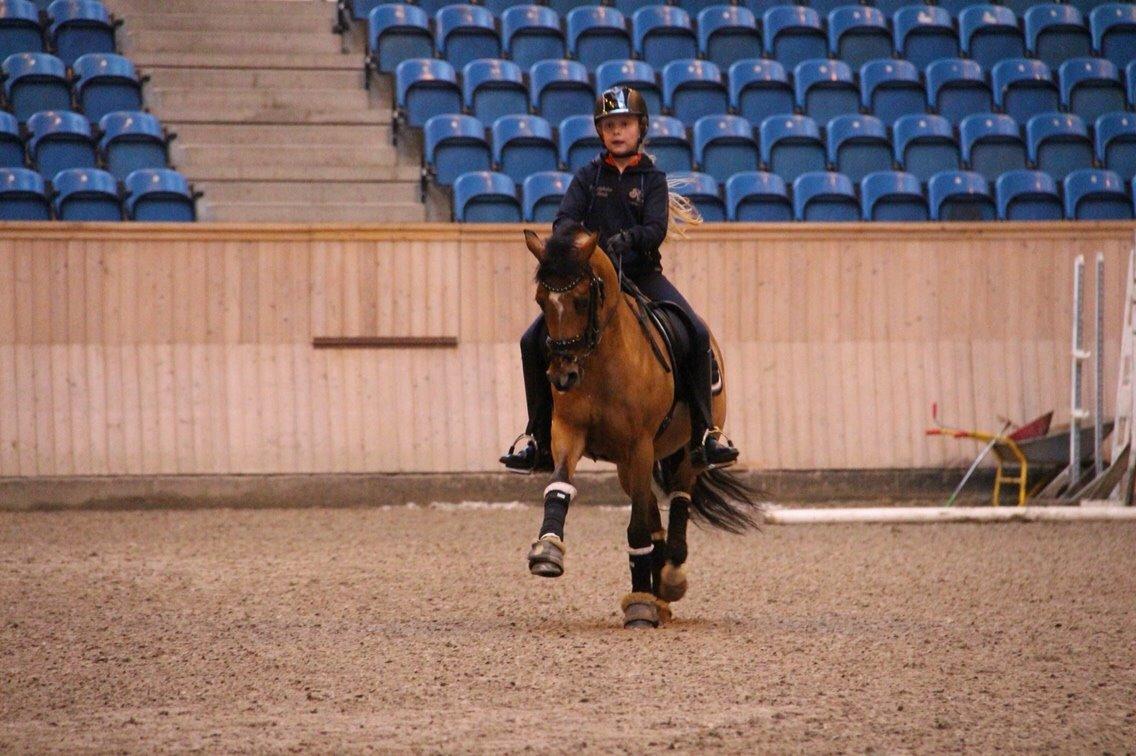 Welsh Partbred (Sec F) Dimitri A- pony  billede 12