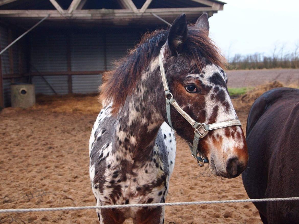 Knabstrupper - Viggo af Thyps - - 21/12 - 2015 billede 12