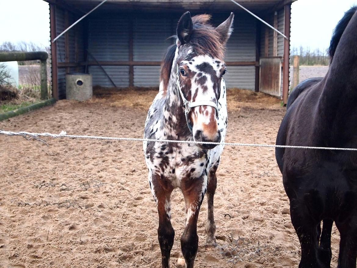 Knabstrupper - Viggo af Thyps - - 21/12 - 2015 billede 14