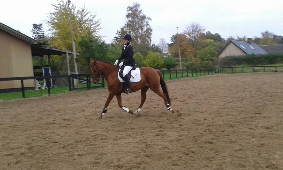 Tysk Sportspony Tai Tonia billede 8