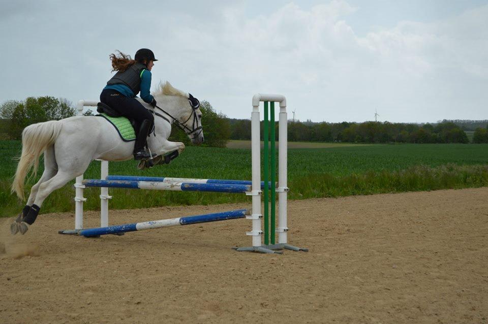 New Forest Roland *Savnet* billede 18