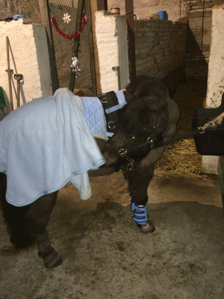 Anden særlig race Manse billede 12