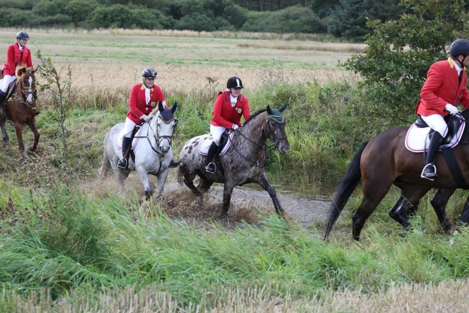 Knabstrupper Menja tofthøj billede 3