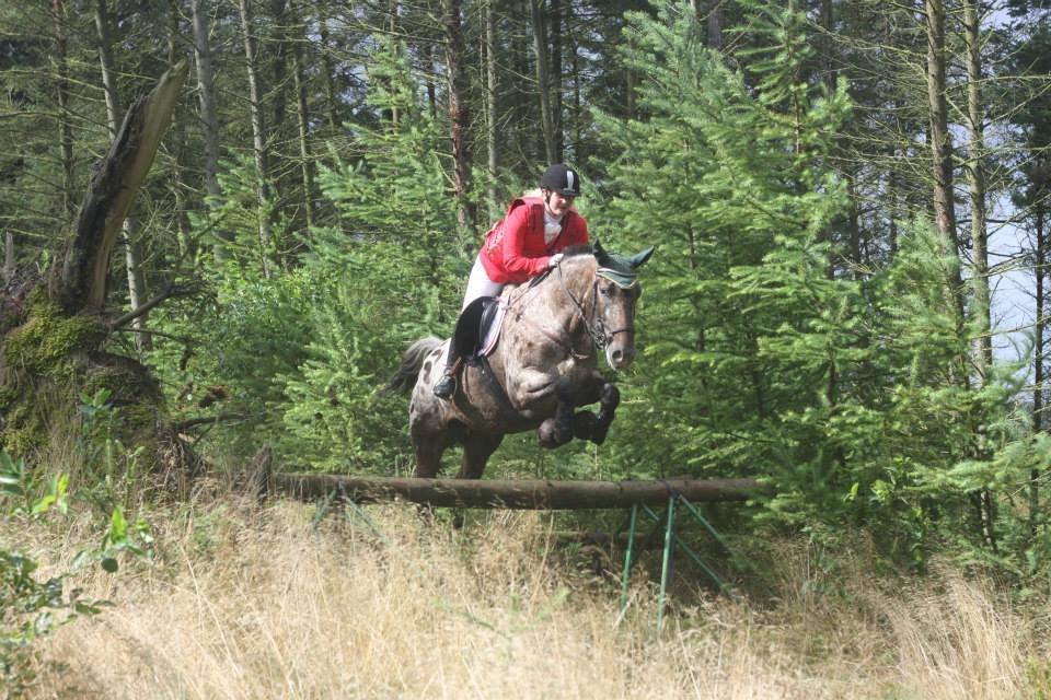 Knabstrupper Menja tofthøj billede 4