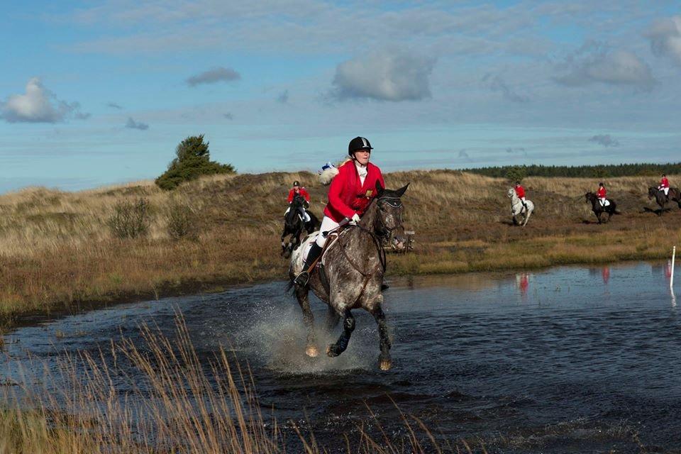 Knabstrupper Menja tofthøj billede 6