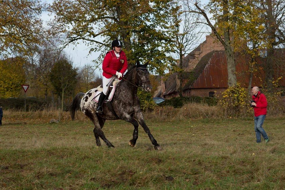 Knabstrupper Menja tofthøj billede 7