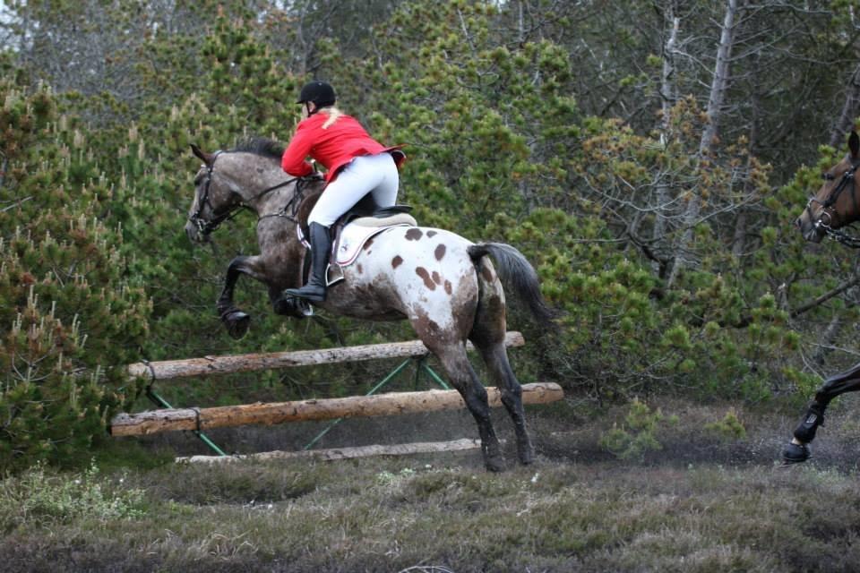 Knabstrupper Menja tofthøj billede 8