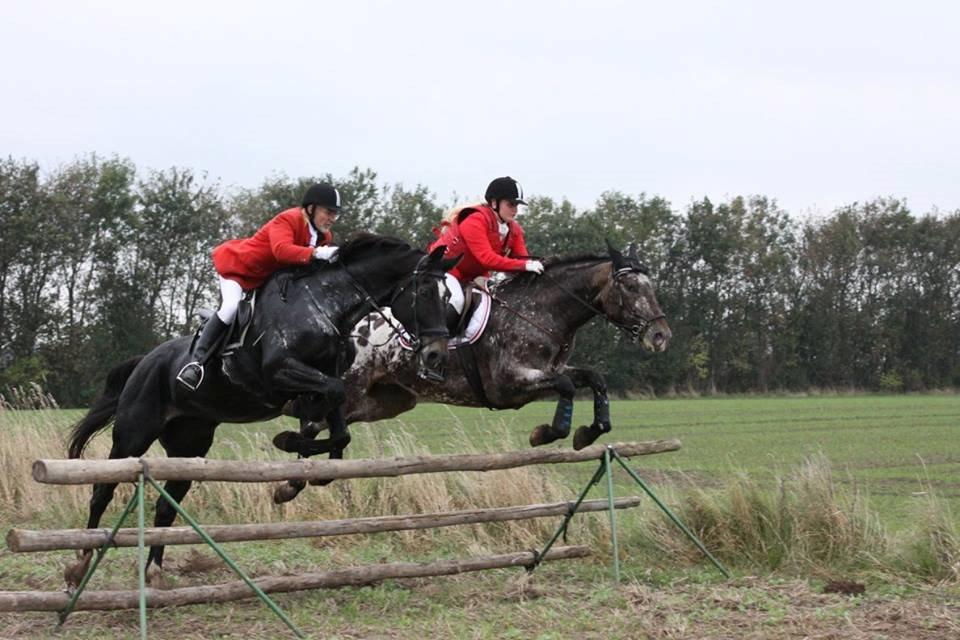 Knabstrupper Menja tofthøj billede 9