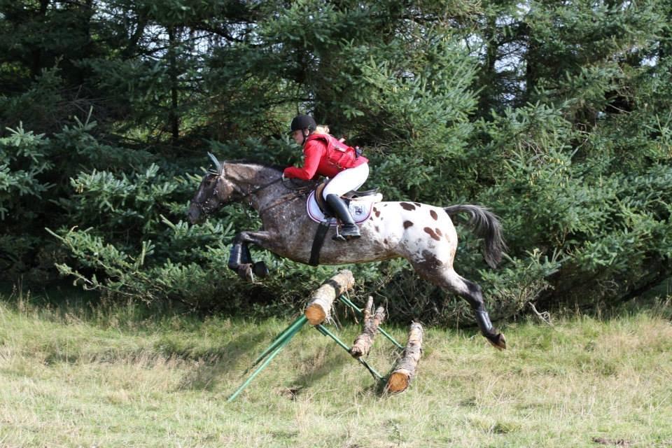 Knabstrupper Menja tofthøj billede 10