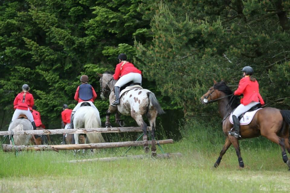 Knabstrupper Menja tofthøj billede 11