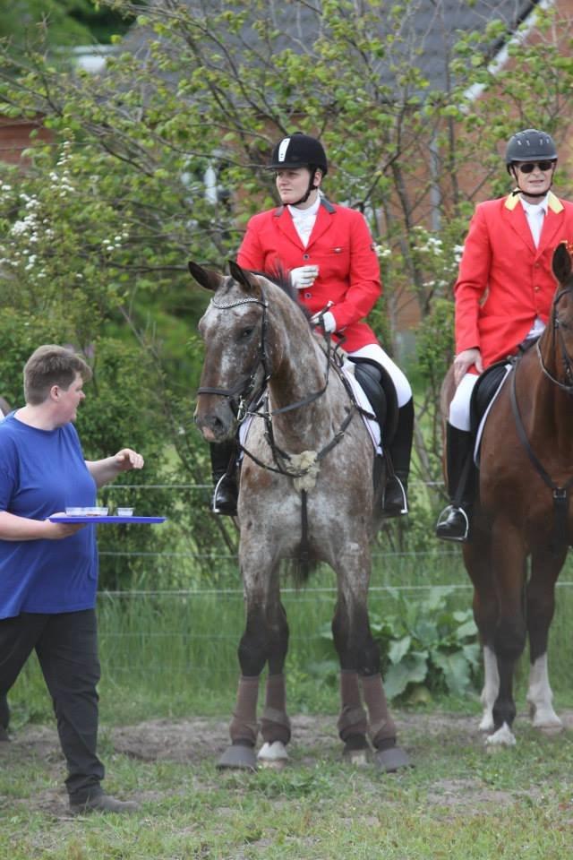 Knabstrupper Menja tofthøj billede 12