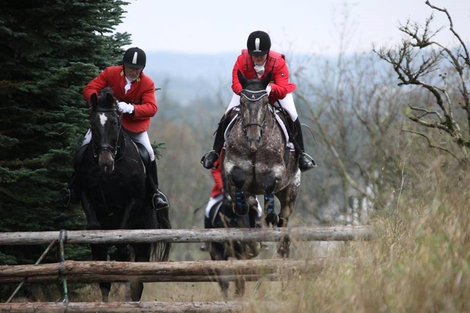Knabstrupper Menja tofthøj billede 5