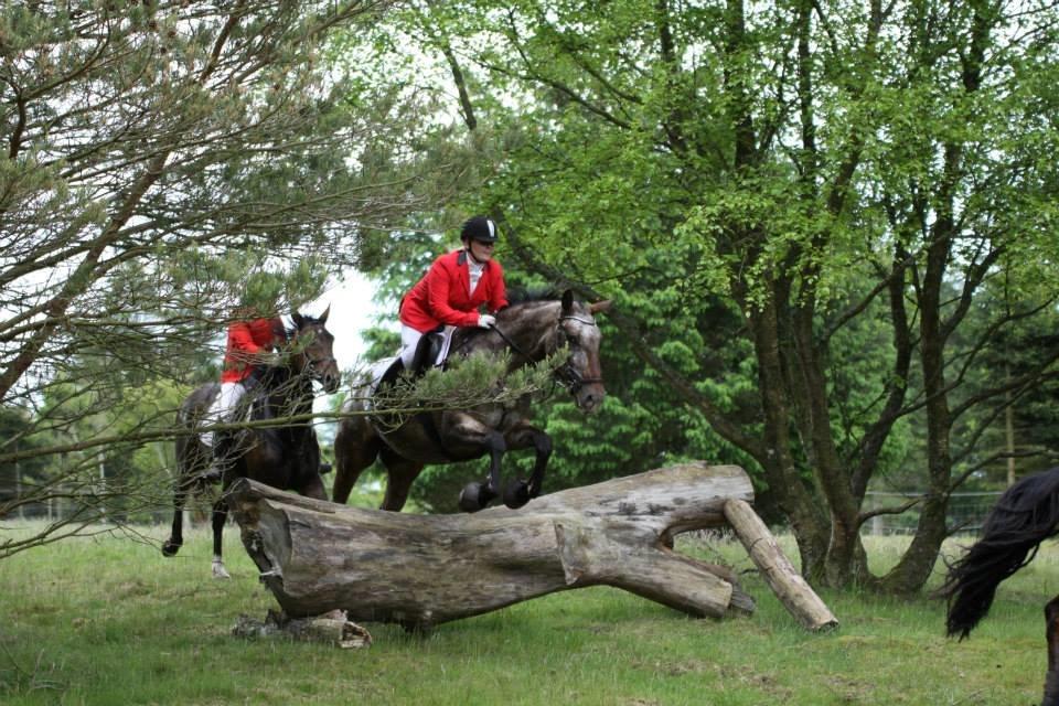 Knabstrupper Menja tofthøj billede 14