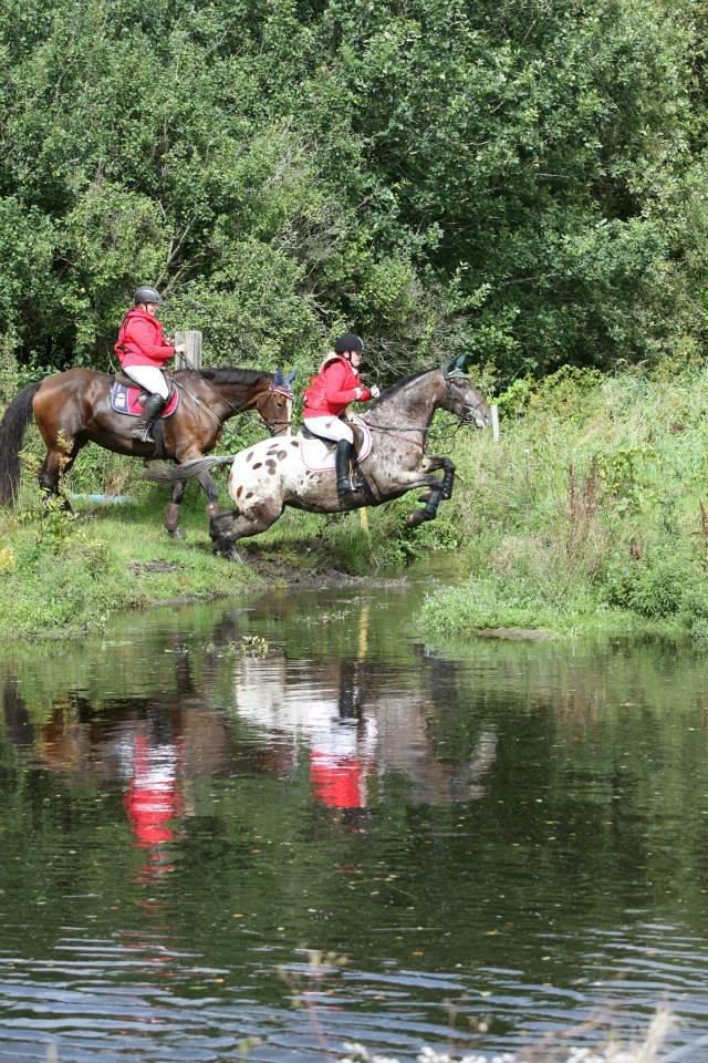 Knabstrupper Menja tofthøj billede 15