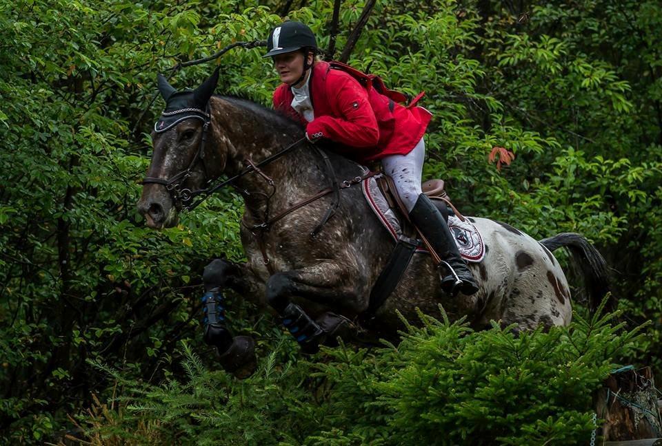 Knabstrupper Menja tofthøj billede 16