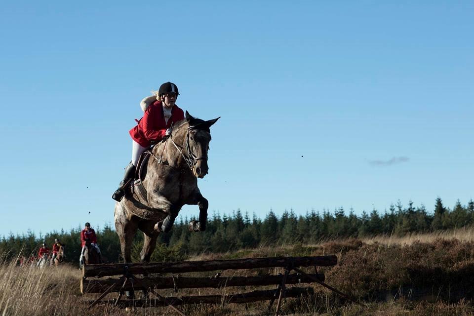Knabstrupper Menja tofthøj billede 17
