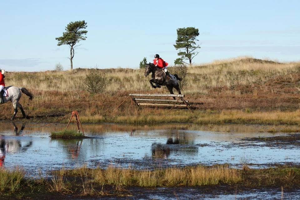 Knabstrupper Menja tofthøj billede 19