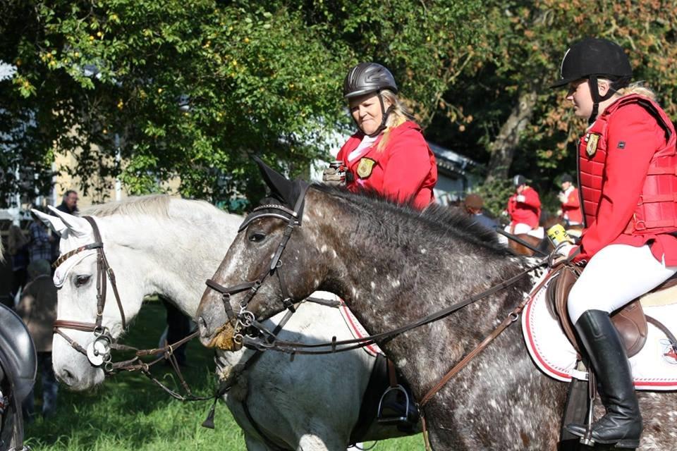 Knabstrupper Menja tofthøj billede 20