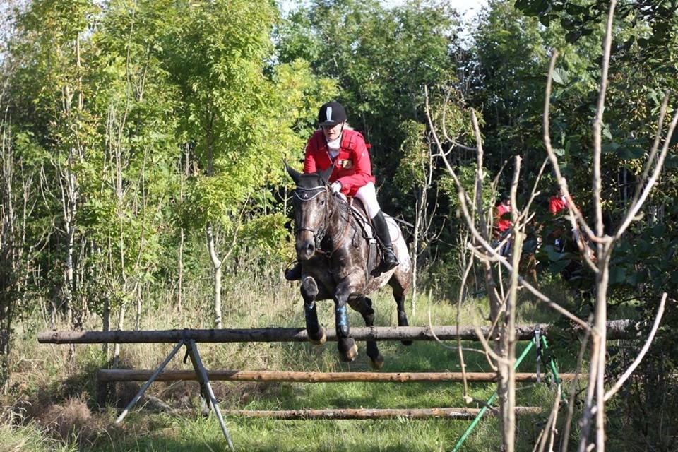 Knabstrupper Menja tofthøj billede 21