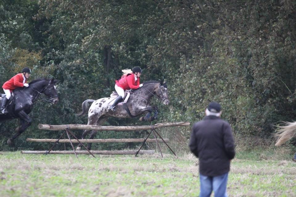 Knabstrupper Menja tofthøj billede 24