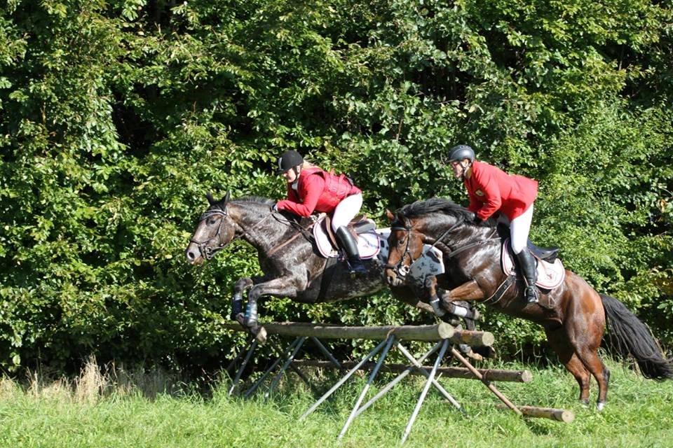 Knabstrupper Menja tofthøj billede 25